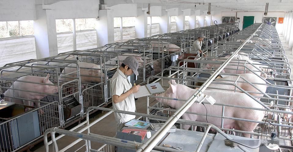 龍江豐源畜牧有限公司龍江豬場還田管網(wǎng)項(xiàng)目